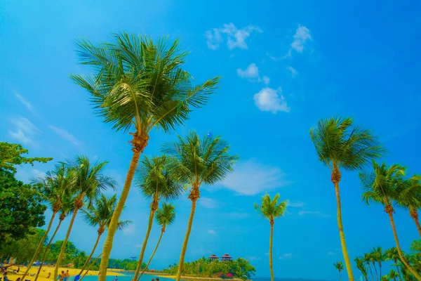 Singapore Sentosa Island Palm Tree Shooting Location Singapore — Stock Photo, Image