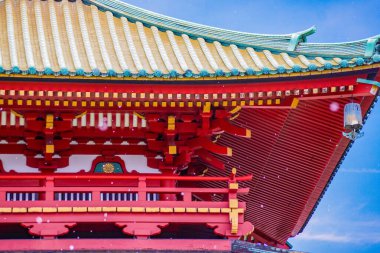 Bahar kiraz çiçekleri ve evlat dağı (Yokohama Şehri). Çekim yeri: Yokohama-şehir kanagawa ili