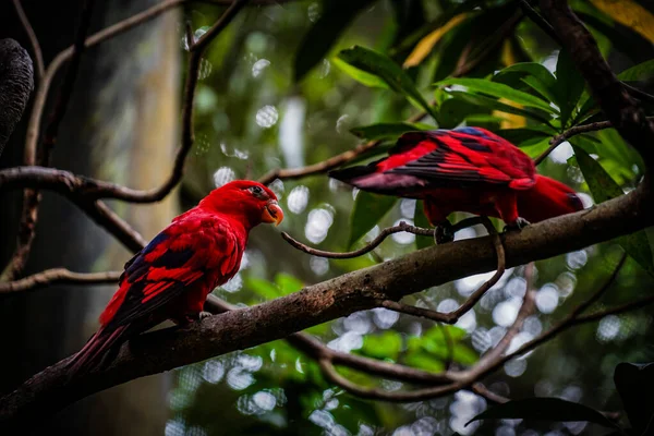 Loro Rojo Que Detiene Árbol Selva Ubicación Del Disparo Singapur —  Fotos de Stock