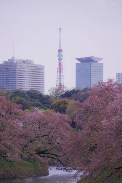 菊花的樱花形象 射击地点 东京大都市地区 — 图库照片