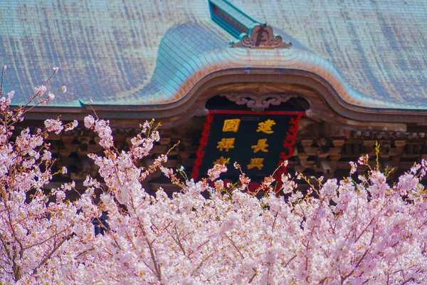 ジュリアナ寺の桜と満開です 撮影場所 神奈川県鎌倉市 — ストック写真