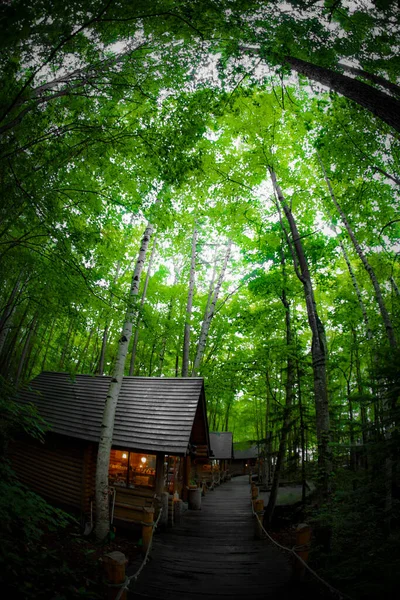 Immagine Lodge Piedi Nella Foresta Luogo Delle Riprese Hokkaido Furano — Foto Stock