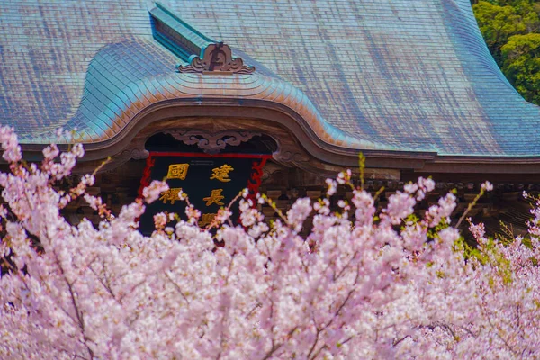 Körsbärsblommor Julinatemplet Och Full Blom Skytte Plats Kanagawa Län Kamakura — Stockfoto