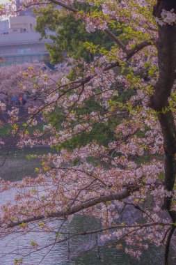 Chidorigafuchi 'nin kiraz çiçekleri. Çekim yeri: Tokyo Büyükşehir Bölgesi