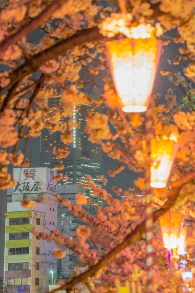 Gece Kiraz Çiçekleri Japon Fenerlerinin Görüntüsü Çekim Yeri Yokohama Şehir — Stok fotoğraf