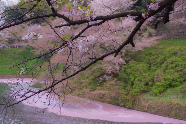 Image Cherry Blossoms Chidorigafuchi Shooting Location Tokyo Metropolitan Area — Stock Photo, Image