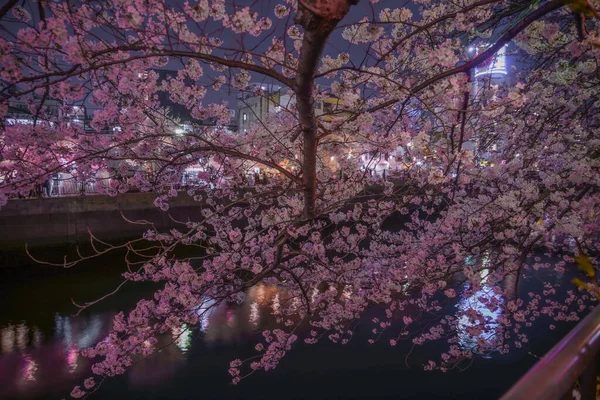 Ookigawa Sétány Éjszakai Sakura Kép Lövöldözés Helye Yokohama City Kanagawa — Stock Fotó