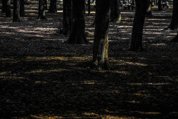 Immagine Foresta Nel Parco Yoyogi Luogo Delle Riprese Area Metropolitana — Foto Stock