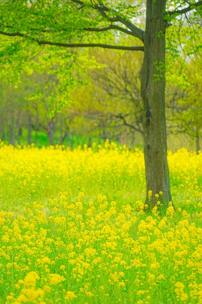 Image Spring Rape Flower Field Shooting Location Tokyo Metropolitan Area — Stock Photo, Image
