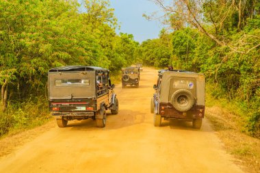 Minneria Ulusal Park Safari Turu. Çekim Konumu: Sri Lanka