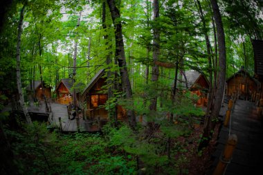 Ormanda dikilen Loca 'nın resmi. Çekim Konumu: Hokkaido Furano