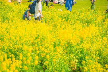 İnsanlar tecavüz çiçeklerinin bahçesinde toplanıyor. Çekim yeri: Tachikawa Şehri, Tokyo