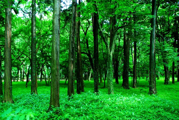 Nuevo Verde Cabeza Inos Fecha Ubicación Del Disparo Mitaka City — Foto de Stock