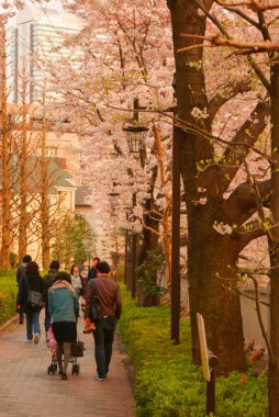 Kiraz çiçeklerinin altında yürüyen insanların görüntüsü tamamen çiçek açmış. Çekim yeri: Tokyo Büyükşehir Bölgesi