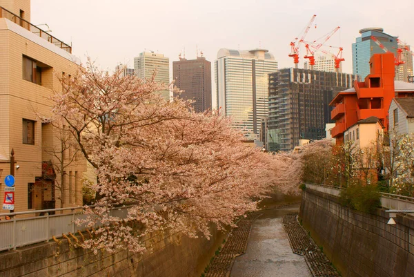 Image Fleurs Cerisier Fleurissant Dans Ville Lieu Tournage Tokyo Région — Photo