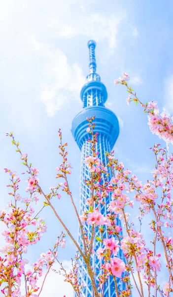 Изображения Цветов Вишни Скайсли Место Съемок Столичный Район Токио — стоковое фото