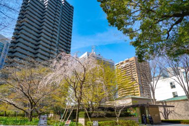 Roppongis gökdelenlerinde kiraz çiçekleri açıyor