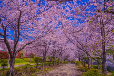 Kiraz Çiçeği Tüneli Yolu