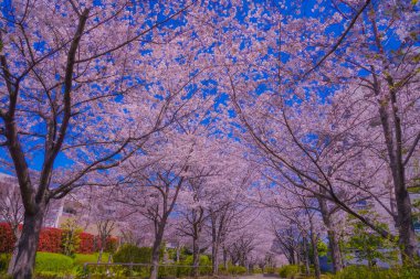 Kiraz çiçekleriyle yürüyen bir kadın