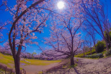 Yamazaki Park 'ında kiraz çiçekleri açmış.