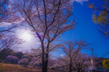 Kishine Park ve yerleşim bölgesinde kiraz çiçekleri