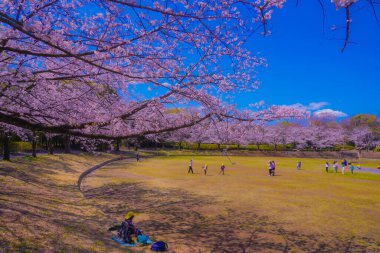 Kiraz çiçekleri ve Yamazaki Park meydanı.