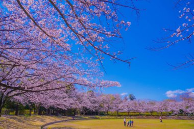 Yamazaki Parkı 'nda kiraz ağaçları ve plaza.