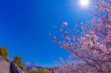 Merkez Kita 'da kiraz çiçekleri ve mavi gökyüzü