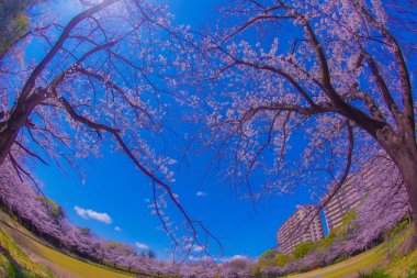 Yamazaki Park 'ında kiraz çiçekleri ve mavi gökyüzü.