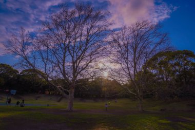 Kishine Parkları ağaçlarla kaplı sokaklar ve gün batımı