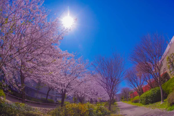 Kiraz çiçekleri ve güneş ışığı