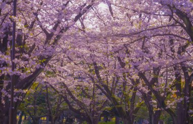 Kishine Park 'taki Kiraz Çiçeği Tüneli