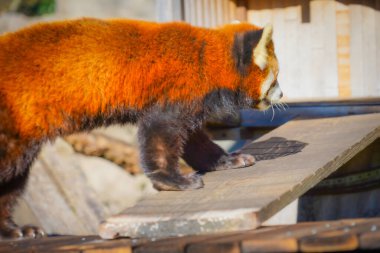 Küçük bir tazı, sahil yolunda yürüyor.