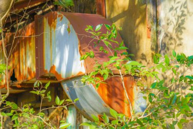 Paslı kanallar ve taze yeşillikler