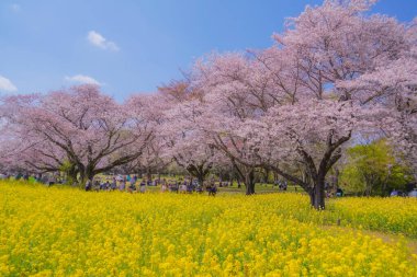 İlkbaharda kiraz çiçekleri ve tecavüz çiçekleri açar