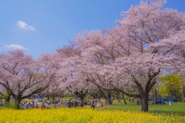 Mavi gökyüzü ve kiraz çiçekleri tamamen çiçek açar.