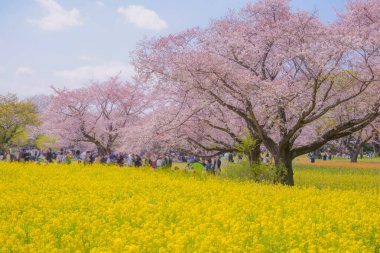 Kiraz çiçekli izleyiciler ve sıra sıra kiraz ağaçları