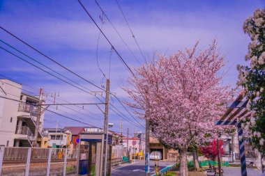 Demiryolu boyunca kiraz çiçekleri ve şehir manzarası