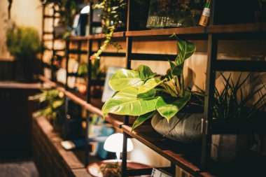 Bir rafta saksı bitkisi