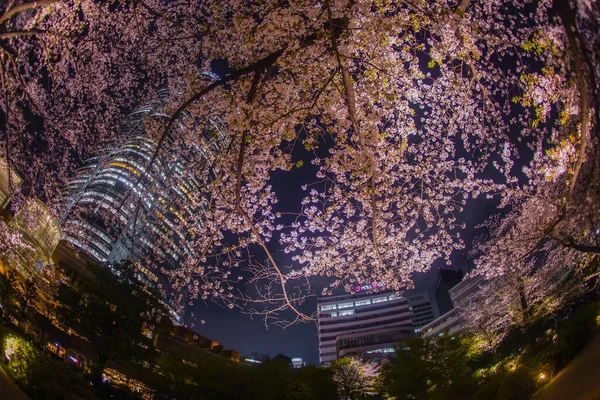 Kiraz çiçekleri ve gece gökyüzünü saran Roppongi Tepeleri