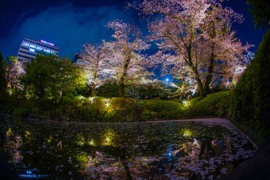 Gece Mori Bahçesi 'nde su ve kiraz çiçekleri açar.