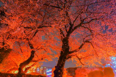 Aydınlatılmış kiraz çiçekleri geceleyin