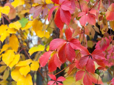Doğal arka planda renkli sonbahar yaprakları. Seçici odak