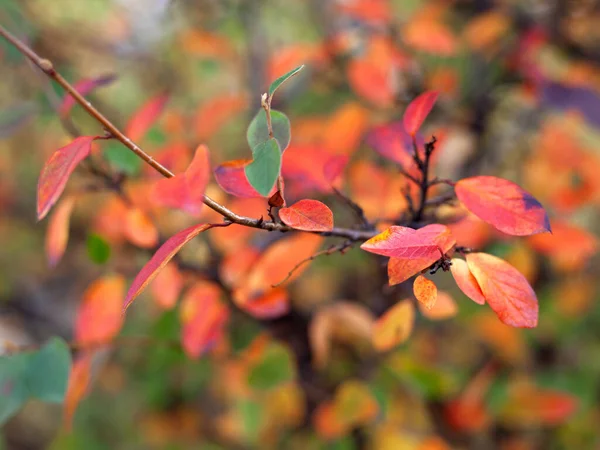 Colorful Autumn Leaves Natural Background Selective Focus — Stock Photo, Image