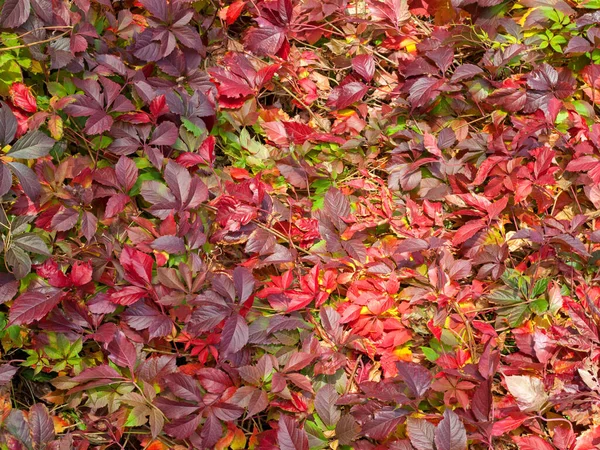 Kleurrijke Herfstbladeren Liggen Grond Bovenaanzicht — Stockfoto