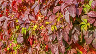 Sonbaharda parlak kırmızı yapraklı yabani üzümler (Partenocissus quinquefolia)
