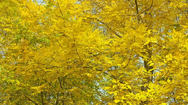 秋の日に灰の黄金の葉 自然パターン又は背景 — ストック写真