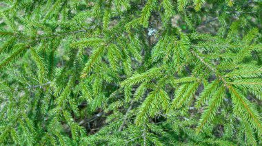 Yeşil köknar ağacı dalları. Doğadaki Noel ağacı. Seçici odak