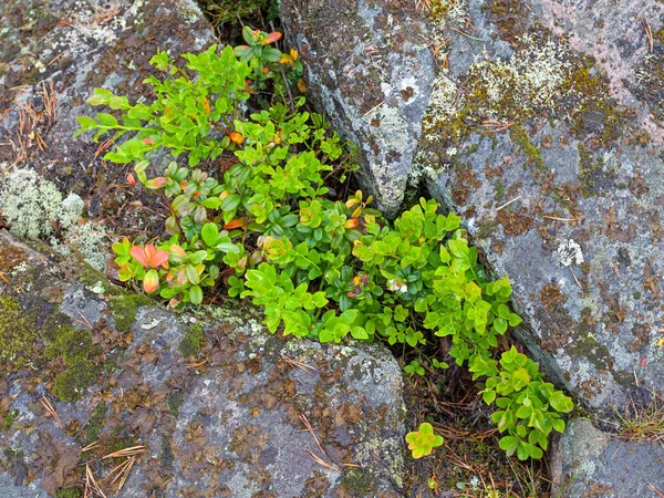 Zielone Rośliny Pomiędzy Kamieniami Latem Widok Góry — Zdjęcie stockowe