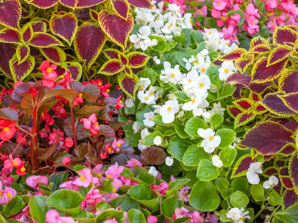 Rosa Och Vit Begonia Blom Och Lila Coleus Solenostemon Hybrida — Stockfoto